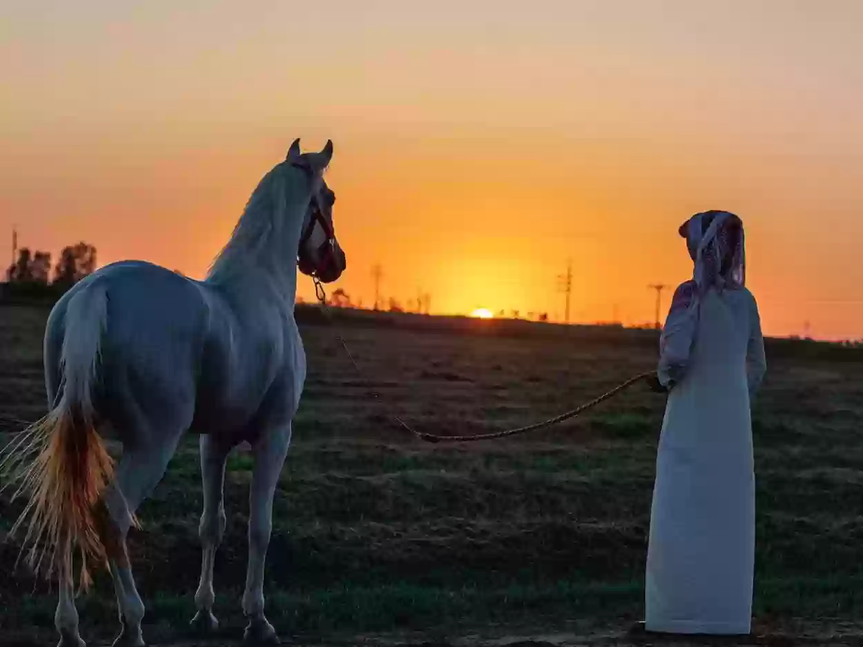 مقطع لأحد الخيول يعاتب صاحبه بسبب الغياب