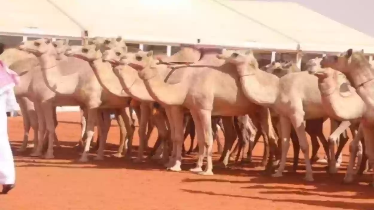 تعرف على رسوم التسجيل في مهرجان جادة الإبل بتبوك