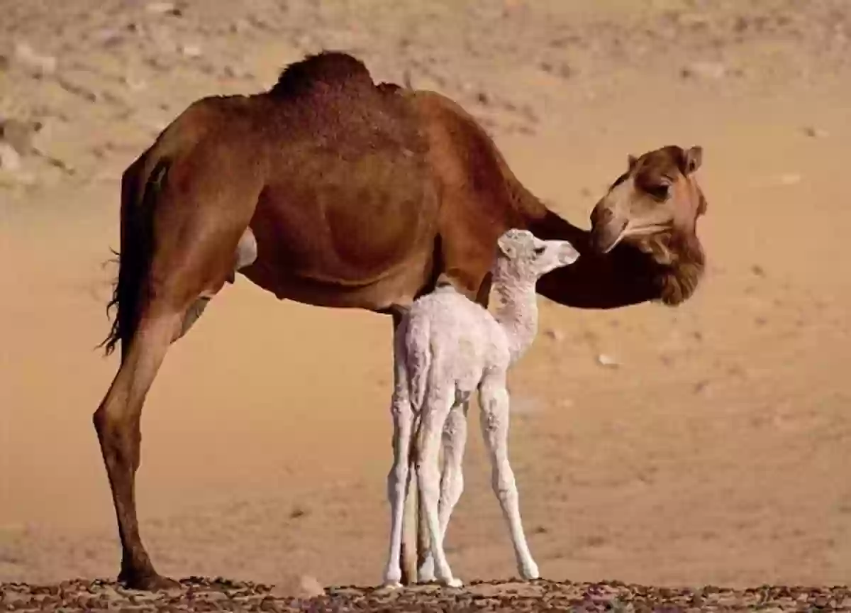 مقطع متداول لرد فعل غريب من ناقة أمام محاولة اختطاف صغيرها